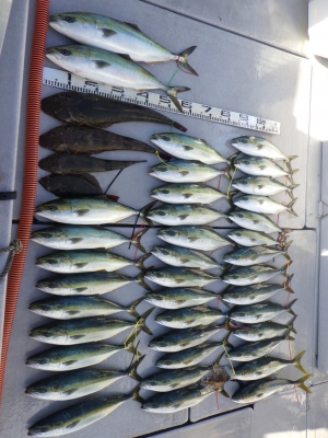 磯部釣船 直栄丸 釣果