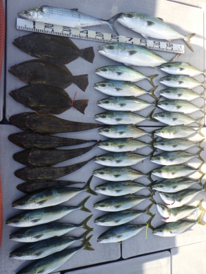 磯部釣船 直栄丸 釣果