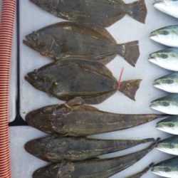 磯部釣船 直栄丸 釣果