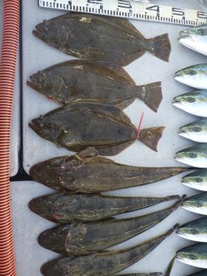 磯部釣船 直栄丸 釣果