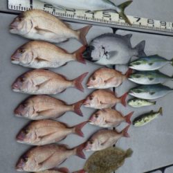 磯部釣船 直栄丸 釣果