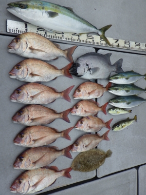 磯部釣船 直栄丸 釣果