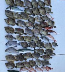 さぶろう丸 釣果