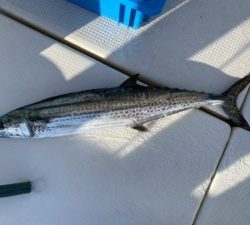 さぶろう丸 釣果