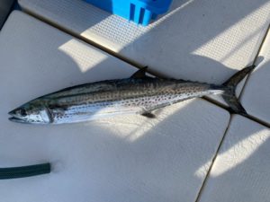 さぶろう丸 釣果