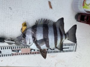 さぶろう丸 釣果