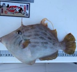 さぶろう丸 釣果