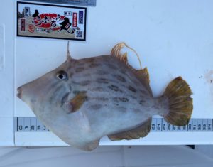 さぶろう丸 釣果