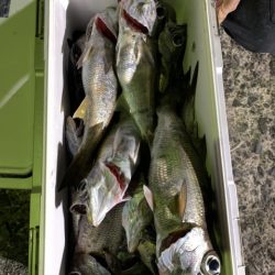 松栄丸 釣果