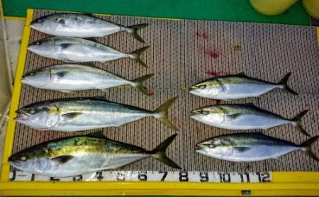 火遠理丸（ほおりまる） 釣果