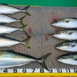 火遠理丸（ほおりまる） 釣果