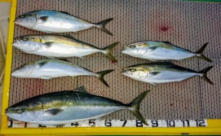 火遠理丸（ほおりまる） 釣果