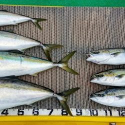 火遠理丸（ほおりまる） 釣果