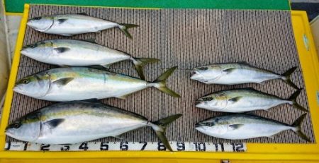 火遠理丸（ほおりまる） 釣果