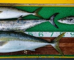 火遠理丸(ほおりまる) 釣果