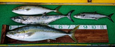 火遠理丸(ほおりまる) 釣果