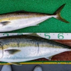 火遠理丸(ほおりまる) 釣果