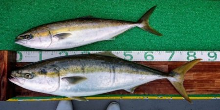 火遠理丸(ほおりまる) 釣果