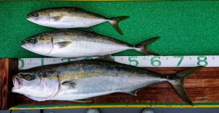 火遠理丸(ほおりまる) 釣果