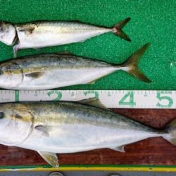 火遠理丸(ほおりまる) 釣果