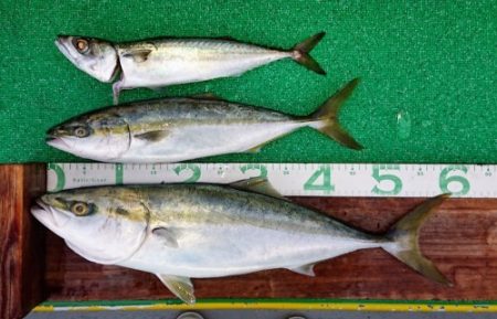 火遠理丸(ほおりまる) 釣果