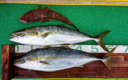 火遠理丸(ほおりまる) 釣果