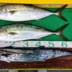 火遠理丸(ほおりまる) 釣果