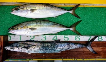 火遠理丸(ほおりまる) 釣果