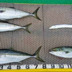 火遠理丸(ほおりまる) 釣果