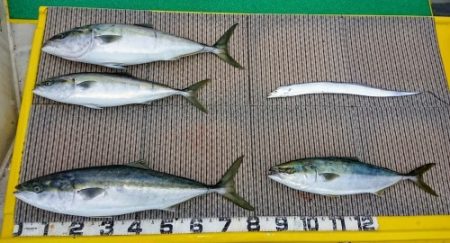 火遠理丸(ほおりまる) 釣果