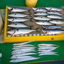 火遠理丸（ほおりまる） 釣果