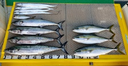 火遠理丸（ほおりまる） 釣果