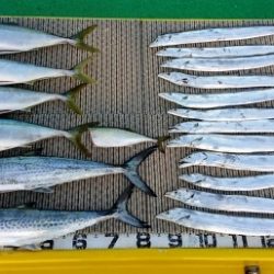 火遠理丸（ほおりまる） 釣果