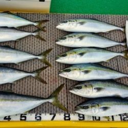 火遠理丸（ほおりまる） 釣果