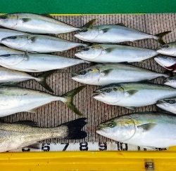 火遠理丸(ほおりまる) 釣果