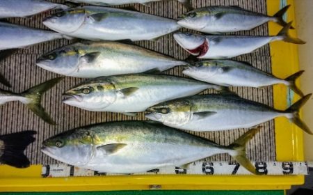 火遠理丸(ほおりまる) 釣果