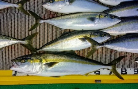 火遠理丸(ほおりまる) 釣果