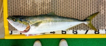 火遠理丸(ほおりまる) 釣果