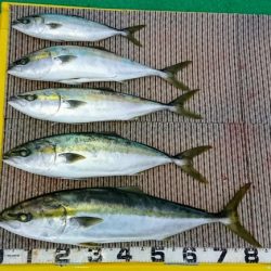 火遠理丸（ほおりまる） 釣果