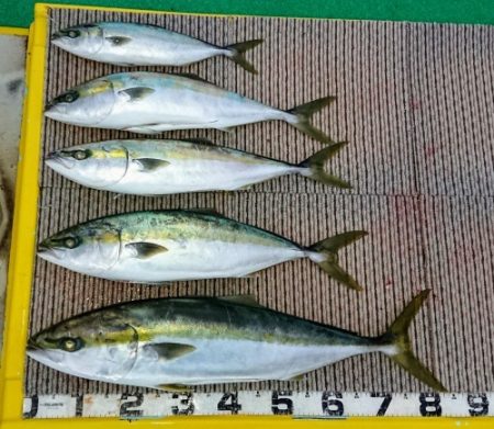 火遠理丸（ほおりまる） 釣果