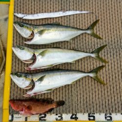 火遠理丸（ほおりまる） 釣果