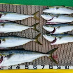 火遠理丸(ほおりまる) 釣果