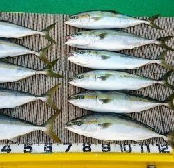 火遠理丸(ほおりまる) 釣果