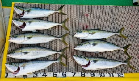 火遠理丸(ほおりまる) 釣果