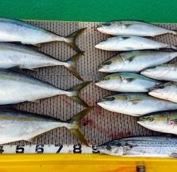 火遠理丸(ほおりまる) 釣果