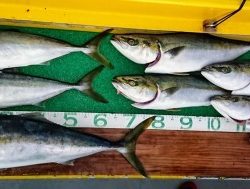 火遠理丸(ほおりまる) 釣果