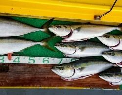 火遠理丸(ほおりまる) 釣果