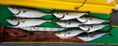 火遠理丸(ほおりまる) 釣果