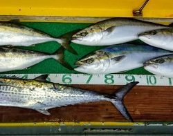 火遠理丸(ほおりまる) 釣果