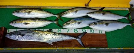 火遠理丸(ほおりまる) 釣果